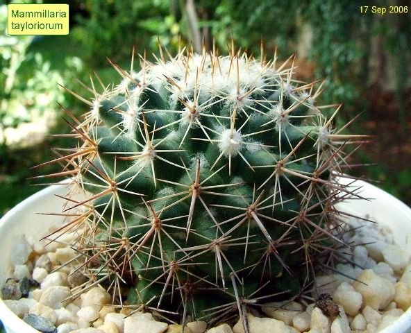 Mammillaria_ tayloriorum _04
